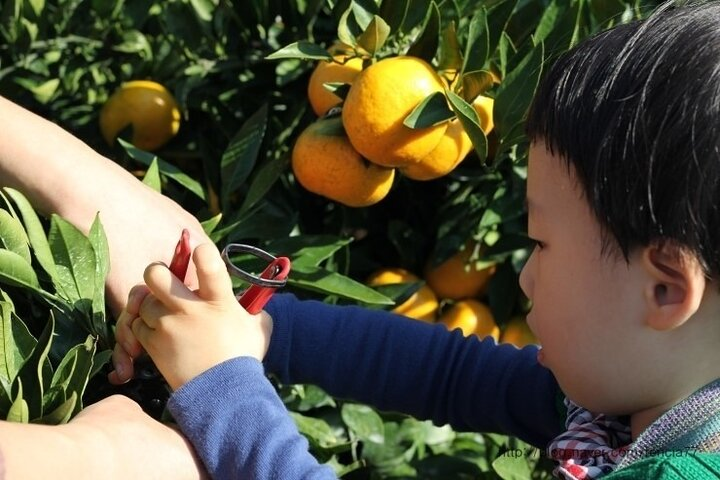 Camellia Flower and Tangerine Picking Jeju Private Tour - Photo 1 of 12